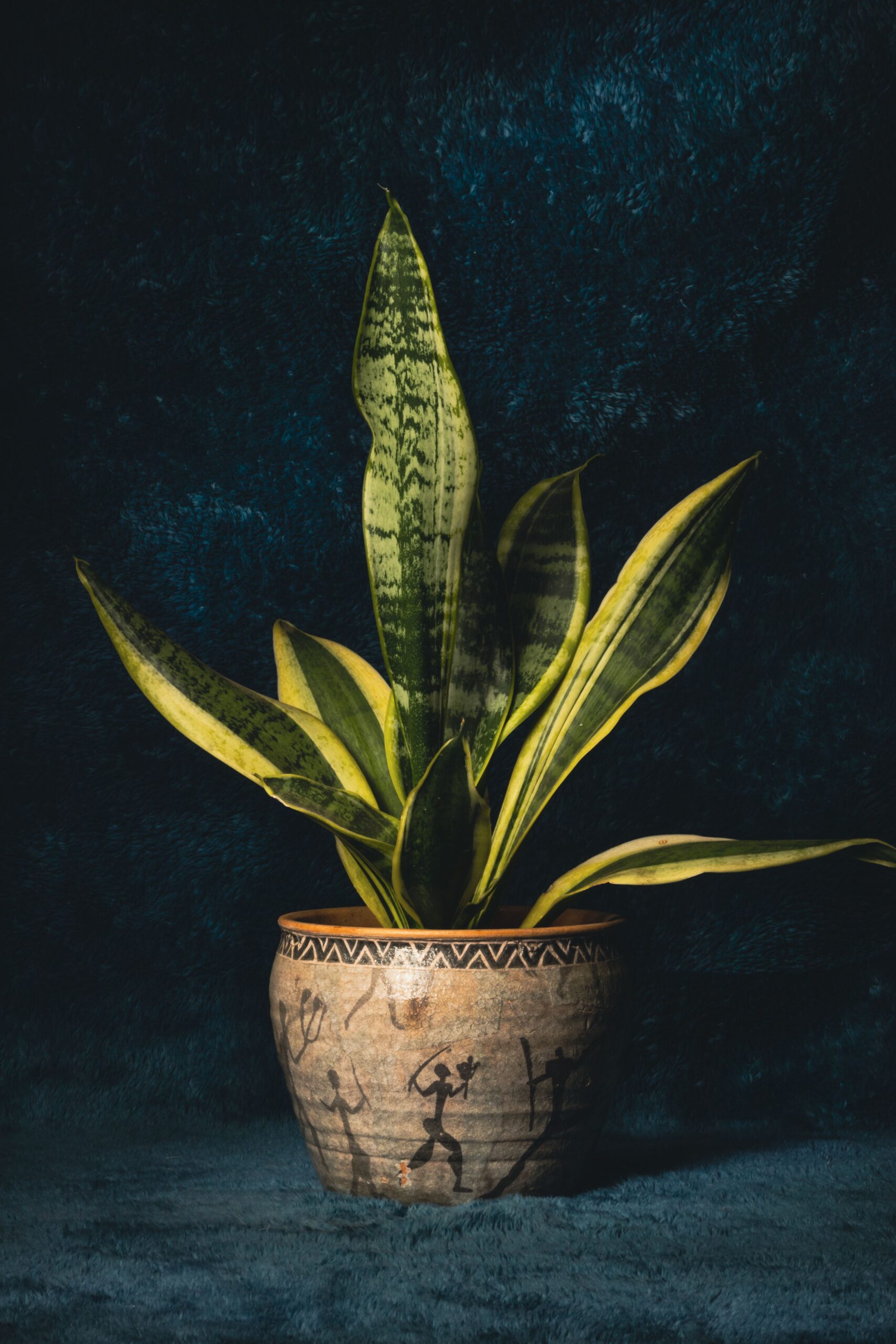 Snake plant