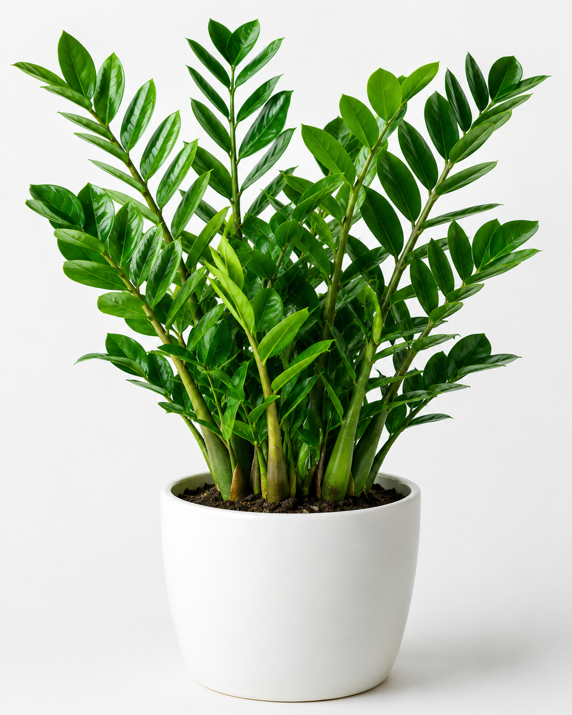 ZZ plant